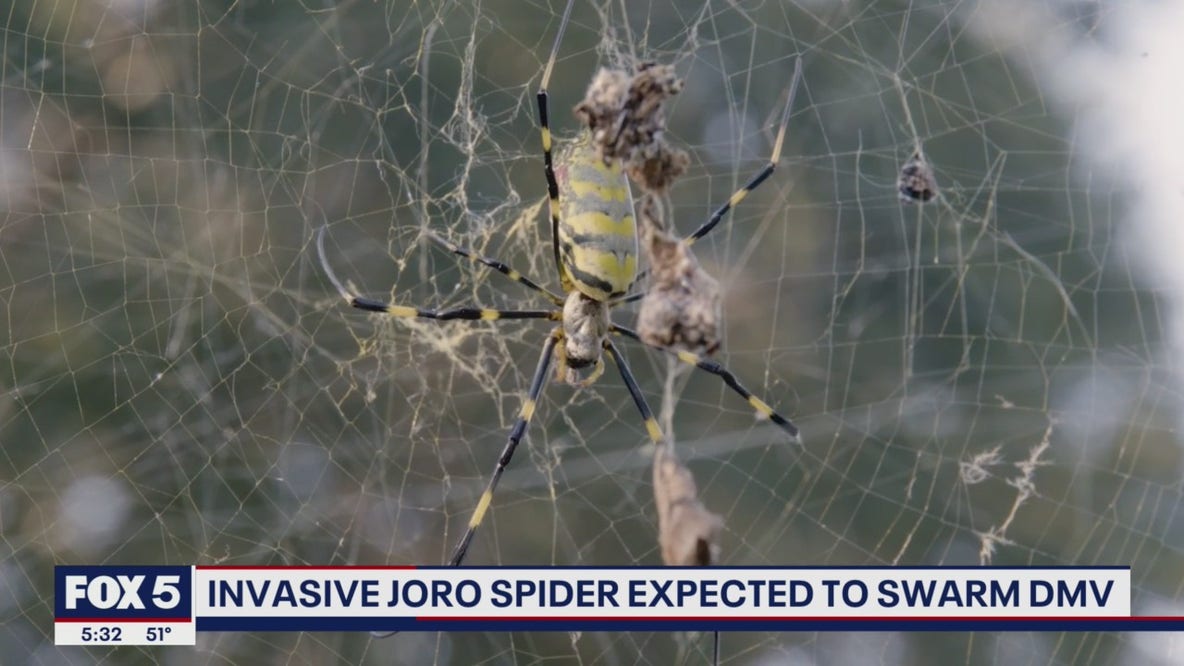 Invasive Joro spider expected to swarm DMV